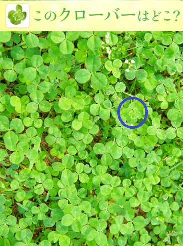 攻略・答え】幸せの四つ葉さがし【問題56】